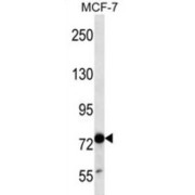 Transducin Like Enhancer Of Split 4 (TLE4) Antibody