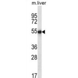 Indian Hedgehog Protein (IHH) Antibody