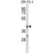 Major Facilitator Superfamily Domain-Containing Protein 2B (MFSD2B) Antibody
