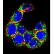 Mucin 20 (MUC20) Antibody