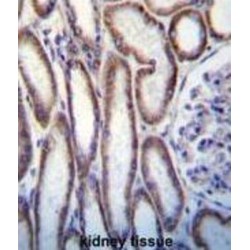 Mucin 20 (MUC20) Antibody