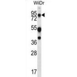 Mucin 20 (MUC20) Antibody