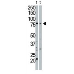 cGKI Antibody