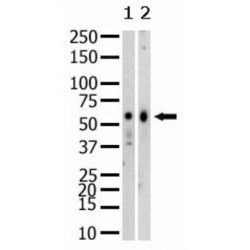 PR/SET Domain-Containing Protein 07 (SET07) Antibody