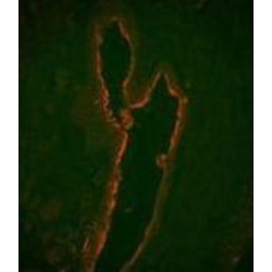 Lactotransferrin (LTF) Antibody