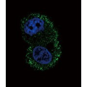 Integrin Alpha-6 (ITA6) Antibody