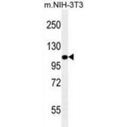 Lysosomal Associated Membrane Protein 2 (LAMP2) Antibody
