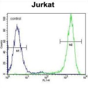 Eukaryotic Translation Initiation Factor 4E (EIF4E) Antibody