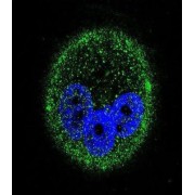 Mitogen-Activated Protein Kinase 15 (MAPK15) Antibody