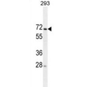 Mitochondrial Intermediate Peptidase (MIPEP) Antibody