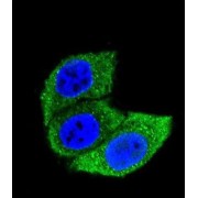 Heat Shock 70 kDa Protein 1A (HSPA1A) Antibody