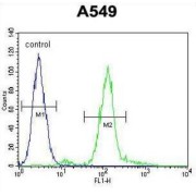 Zinc Finger E-Box-Binding Homeobox 1 (ZEB1) Antibody