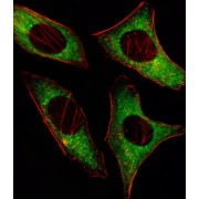 5'-AMP-Activated Protein Kinase Catalytic Subunit Alpha-2 (PRKAA2) Antibody