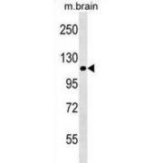 NLR Family Pyrin Domain Containing 12 (NLRP12) Antibody