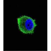 TNF Receptor Associated Factor 2 (TRAF2) Antibody