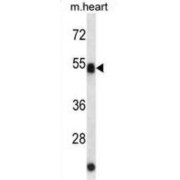 Autophagy Related 4C Cysteine Peptidase (ATG4C) Antibody