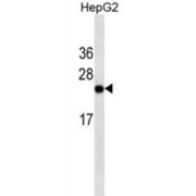 Glucagon (GCG) Antibody