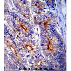 Lectin-Galactoside Binding Soluble 3 (LGALS3) Antibody