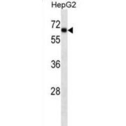 Transcription Factor SOX-9 (SOX9) Antibody