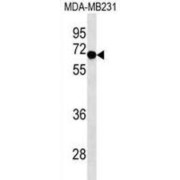 Switch-Associated Protein 70 (SWAP70) Antibody