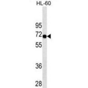 Switch-Associated Protein 70 (SWAP70) Antibody