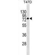 WB analysis of T47D cell line lysates (35 µg/ml), using MX1 antibody.