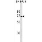 Cytochrome P450 1A2 (CYP1A2) Antibody