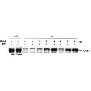 GRB2-Associated-Binding Protein 1 (GAB1) Antibody