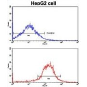 Epidermal Growth Factor Receptor (EGFR) Antibody