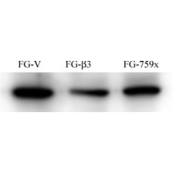 SRC Proto-Oncogene, Non-Receptor Tyrosine Kinase (SRC) Antibody