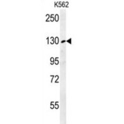 Retrotransposon-Like Protein 1 (RTL1) Antibody