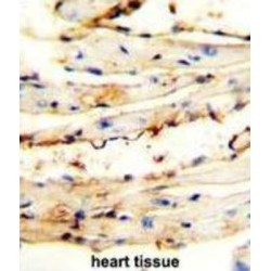 Cysteine-Rich C-Terminal Protein 1 (CRCT1) Antibody