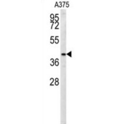 S35B2 Antibody