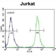 Solute Carrier Family 43 Member 2 (SLC43A2) Antibody