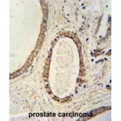 Transmembrane Protein 214 (TMEM214) Antibody