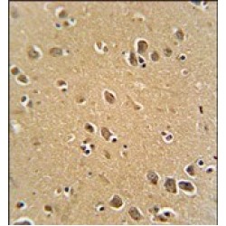 Protein RFT1 Homolog (RFT1) Antibody