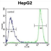 Glycerol-3-Phosphate Acyltransferase, Mitochondrial (GPAM) Antibody