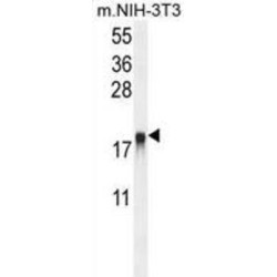 ADP-Ribosylation Factor-Like Protein 8A (ARL8A) Antibody