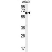 Elongation Factor RNA Polymerase II (ELL) Antibody