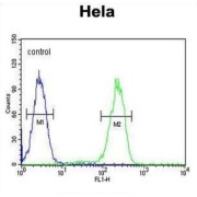 Ubiquitin A 52 Residue Ribosomal Protein Fusion Product 1 (UBA52) Antibody