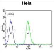 Claudin 7 (CLDN7) Antibody