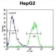 Choline Phosphotransferase 1 (CHPT1) Antibody