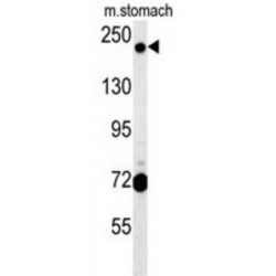 GRIP And Coiled-Coil Domain-Containing Protein 2 (GCC2) Antibody