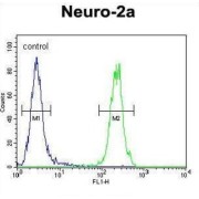 MAF1 Homolog, Negative Regulator of RNA Polymerase III (MAF1) Antibody