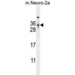 MAF1 Homolog, Negative Regulator of RNA Polymerase III (MAF1) Antibody