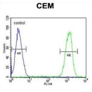 DNA-Binding Protein Ikaros (IKZF1) Antibody