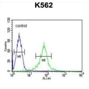 GAS2-Like Protein 1 (GAS2L1) Antibody