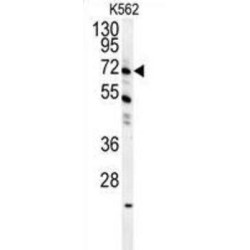 GAS2-Like Protein 1 (GAS2L1) Antibody