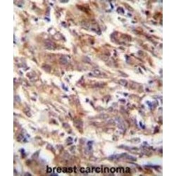 F-Box And WD Repeat Domain Containing 12 (FBXW12) Antibody