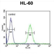 Carboxyl-Terminal PDZ Ligand of Neuronal Nitric Oxide Synthase Protein (NOS1AP) Antibody